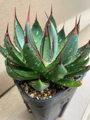 アガベ　レア　マンガベ　プレイングハンズ