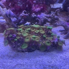 ボタンポリプ　サンゴ