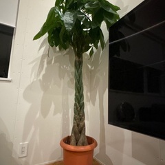 パキラ　大型　195cm