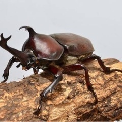 国産 カブトムシ
