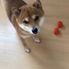 里親さん募集