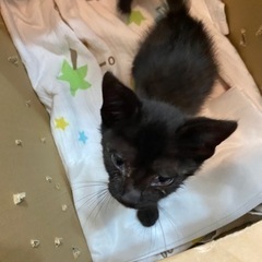 子猫　黒　里親さん募集