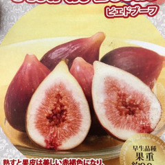 イチジク　ビエドブーフ　苗木　の画像