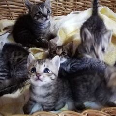 ６月18日生まれのキジトラ猫の男の子達