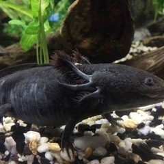 ウーパールーパー　ブラック　大人サイズの画像