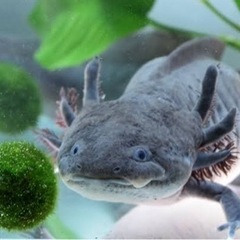 ウーパールーパー　ブラック　大人サイズ