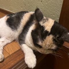 メス、マンチカン   - 堺市