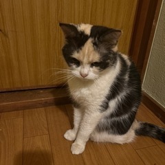 メス、マンチカン   - 猫
