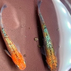 MARIMOYA直系　パーシモンコブラオス1メス2 3枚目は親 めだか　メダカの画像
