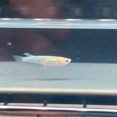 MARIMOYA直系　パーシモンコブラオス1メス2 3枚目は親 めだか　メダカの画像
