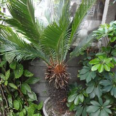 ソテツ　鉢　大型　観葉植物　６０年モノ