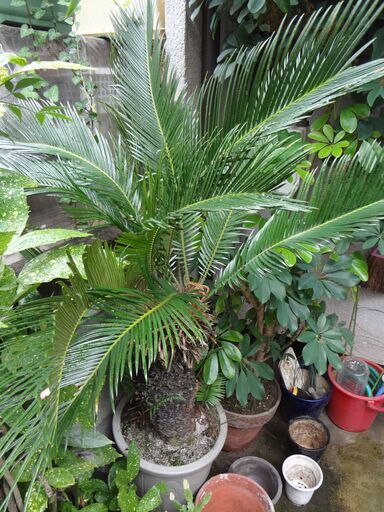 ソテツ　鉢　大型　観葉植物　６０年モノ