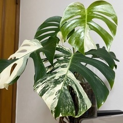 根っこがすごい 斑入りモンステラの画像