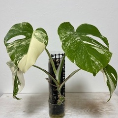 根っこがすごい 斑入りモンステラ