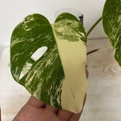 根っこがすごい 斑入りモンステラの画像