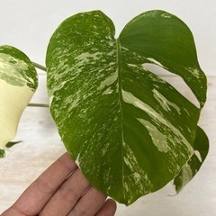 根っこがすごい 斑入りモンステラの画像