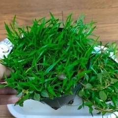 水草MIXポット単品③