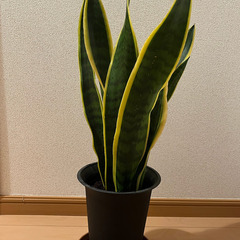 観葉植物 サンスベリア