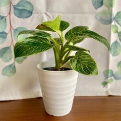 観葉植物　フィロデンドロン　バーキンの画像