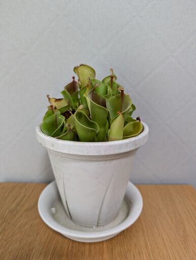【食虫植物】【観葉植物】ヘリアンフォラ ミノール 交配種 5号