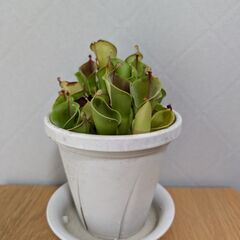 【食虫植物】【観葉植物】ヘリアンフォラ ミノール 交配種 5号