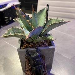 ダイオウヒラタクワガタ