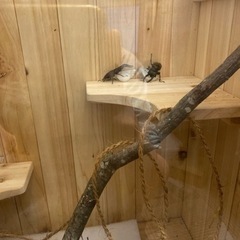 クワリウム（クワガタ付き）の画像