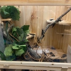 クワリウム（クワガタ付き）の画像