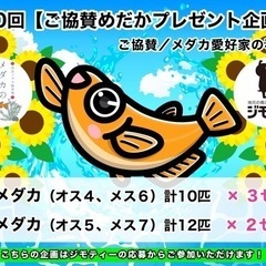 無料プレゼント‼︎ ④青メダカ（オス5、スメ7）計12匹 ×1セットの画像