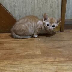 小さめの茶トラ子猫 - 和歌山市