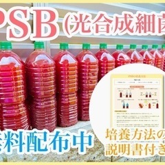 ⑫PSB（2L）無料プレゼント‼︎メダカの水づくり！  の画像