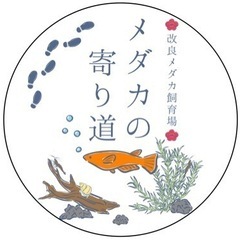 ⑫PSB（2L）無料プレゼント‼︎メダカの水づくり！  の画像