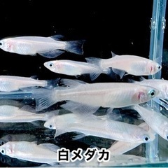 無料プレゼント‼︎①白メダカ（オス4、スメ6）計10匹 ×1セットの画像