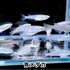 無料プレゼント‼︎ ④青メダカ（オス5、スメ7）計12匹 ×1セットの画像
