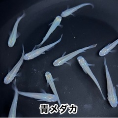 無料プレゼント‼︎ ④青メダカ（オス5、スメ7）計12匹 ×1セットの画像