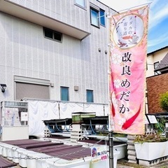 無料プレゼント‼︎ ④青メダカ（オス5、スメ7）計12匹 ×1セットの画像