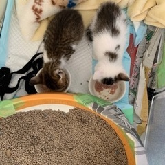 至急募集。1〜1.5ヶ月の仔猫。7月11日、母猫とはぐれ自宅車庫...