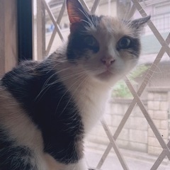 メス、マンチカン   − 大阪府