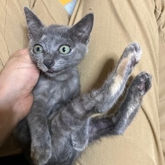 ☆里親さん決定☆珍しいグレーのサビ猫ちゃん - 猫