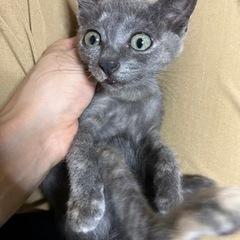 ☆里親さん決定☆珍しいグレーのサビ猫ちゃん − 兵庫県