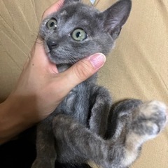 ☆里親さん決定☆珍しいグレーのサビ猫ちゃん