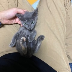 ☆里親さん決定☆珍しいグレーのサビ猫ちゃん - 里親募集