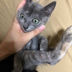 ☆里親さん決定☆珍しいグレーのサビ猫ちゃん - 淡路市