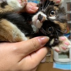 三毛猫お嬢様💓お見合いが決まりました