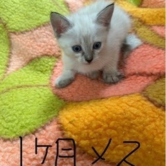 【里親募集】子猫の引き取り手探しています！