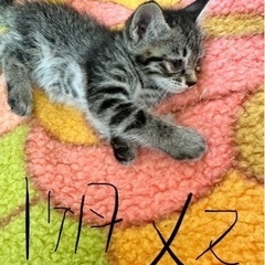 【里親募集】子猫の引き取り手探しています。