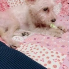 緊急です⚠️ベタ慣れ過ぎる生後1歳 可愛い小型犬の雄犬 - 里親募集