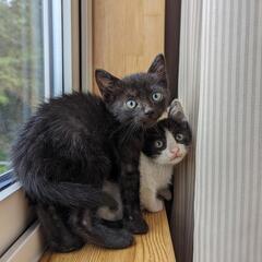 黒猫の子猫、里親募集中!