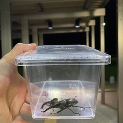 受付終了　ミヤマクワガタ　　オスメスペア