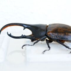 【無料(0円)でお譲りします】　ヘラクレスオオカブト【【亜種】】　新成虫【ペア】（ミラクルその12）の画像